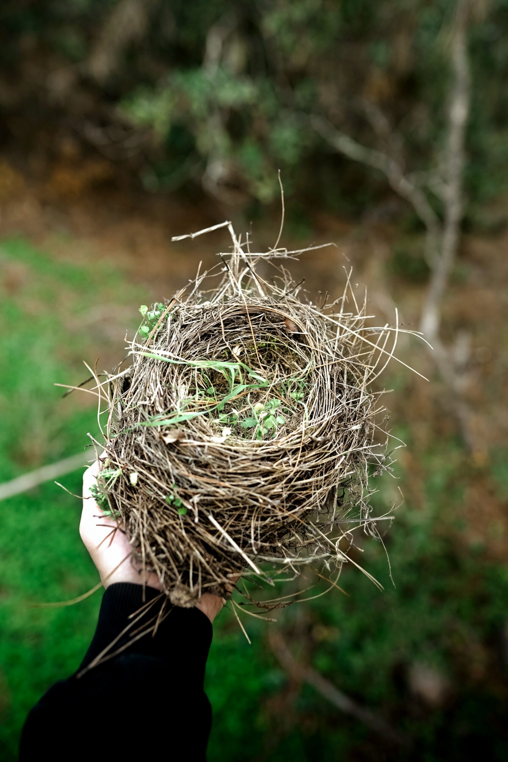 Empty Nest